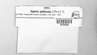 Bispora pallescens image